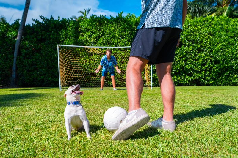 Dog Attractions
